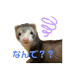 フェレット〈くろすけ〉2（個別スタンプ：5）