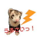 フェレット〈くろすけ〉2（個別スタンプ：7）