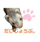 フェレット〈くろすけ〉2（個別スタンプ：8）