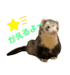 フェレット〈くろすけ〉2（個別スタンプ：11）