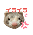 フェレット〈くろすけ〉2（個別スタンプ：13）