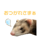 フェレット〈くろすけ〉2（個別スタンプ：15）