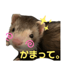 フェレット〈くろすけ〉2（個別スタンプ：16）