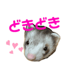 フェレット〈くろすけ〉2（個別スタンプ：19）