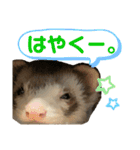 フェレット〈くろすけ〉2（個別スタンプ：20）