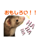 フェレット〈くろすけ〉2（個別スタンプ：22）