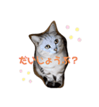ひめちゃんの日常(ねこスタンプ)（個別スタンプ：1）