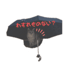 ひめちゃんの日常(ねこスタンプ)（個別スタンプ：3）