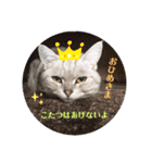 ひめちゃんの日常(ねこスタンプ)（個別スタンプ：4）