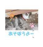 ひめちゃんの日常(ねこスタンプ)（個別スタンプ：5）