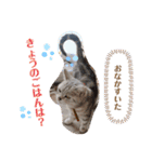 ひめちゃんの日常(ねこスタンプ)（個別スタンプ：7）