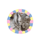 ひめちゃんの日常(ねこスタンプ)（個別スタンプ：8）