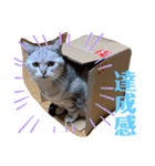 ひめちゃんの日常(ねこスタンプ)（個別スタンプ：9）