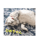 ひめちゃんの日常(ねこスタンプ)（個別スタンプ：13）