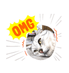 ひめちゃんの日常(ねこスタンプ)（個別スタンプ：16）