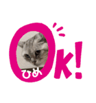 ひめちゃんの日常(ねこスタンプ)（個別スタンプ：17）