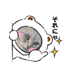 ひめちゃんの日常(ねこスタンプ)（個別スタンプ：19）