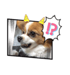 パピチワジャック（個別スタンプ：2）