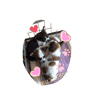パピチワジャック（個別スタンプ：7）