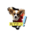 パピチワジャック（個別スタンプ：11）