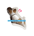 パピチワジャック（個別スタンプ：12）