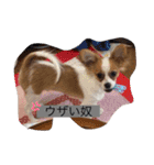 パピチワジャック（個別スタンプ：13）
