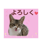 たくましい猫(ФωФ)（個別スタンプ：1）