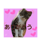たくましい猫(ФωФ)（個別スタンプ：2）