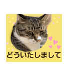 たくましい猫(ФωФ)（個別スタンプ：3）