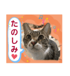 たくましい猫(ФωФ)（個別スタンプ：4）