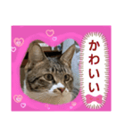 たくましい猫(ФωФ)（個別スタンプ：5）
