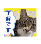 たくましい猫(ФωФ)（個別スタンプ：6）