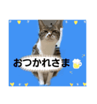 たくましい猫(ФωФ)（個別スタンプ：7）