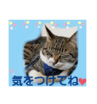 たくましい猫(ФωФ)（個別スタンプ：8）