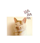 ねこのこさん（個別スタンプ：2）