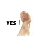 ねこのこさん（個別スタンプ：3）