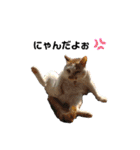 ねこのこさん（個別スタンプ：6）