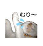 ねこのこさん（個別スタンプ：7）