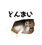 ねこのこさん（個別スタンプ：8）