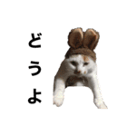ねこのこさん（個別スタンプ：13）