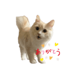 みさの大福（個別スタンプ：6）