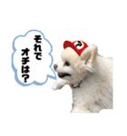 毒吐く犬。ごく稀に天使（個別スタンプ：1）