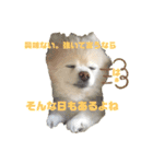 毒吐く犬。ごく稀に天使（個別スタンプ：4）