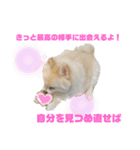 毒吐く犬。ごく稀に天使（個別スタンプ：6）