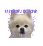 毒吐く犬。ごく稀に天使（個別スタンプ：14）