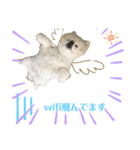 毒吐く犬。ごく稀に天使（個別スタンプ：16）