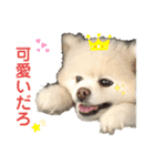 毒吐く犬。ごく稀に天使（個別スタンプ：23）