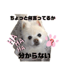 毒吐く犬。ごく稀に天使（個別スタンプ：24）