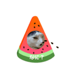 ジュリ＆ココ（個別スタンプ：3）