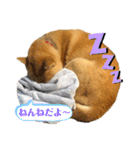 ♡うちのコタちゃん♡（個別スタンプ：11）